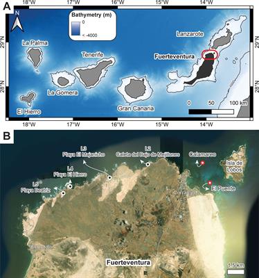 Rhodolith beds and their onshore transport in Fuerteventura Island (Canary Archipelago, Spain)